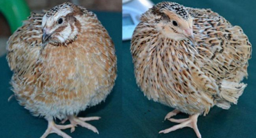 Popis a charakteristika plemene mandžuské křepelky, jejich chov